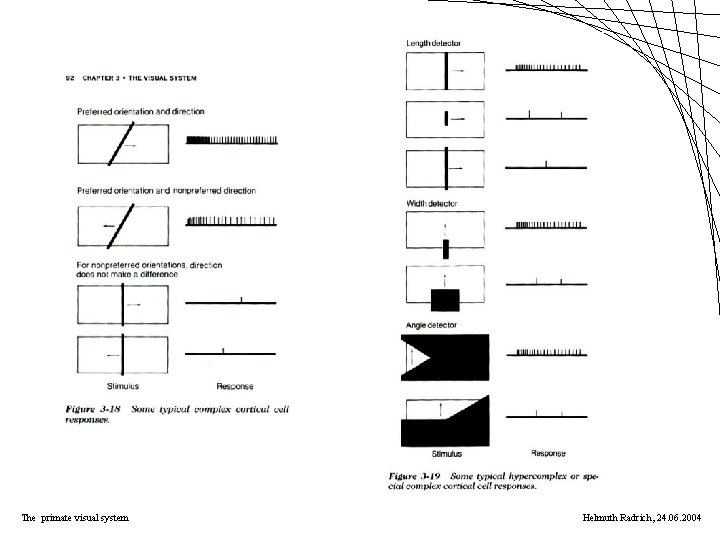 The primate visual system Helmuth Radrich, 24. 06. 2004 