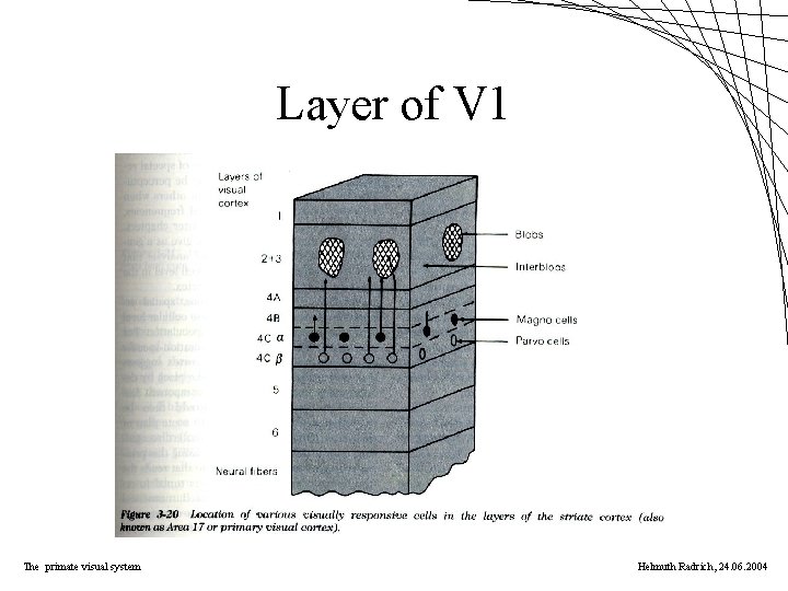 Layer of V 1 The primate visual system Helmuth Radrich, 24. 06. 2004 