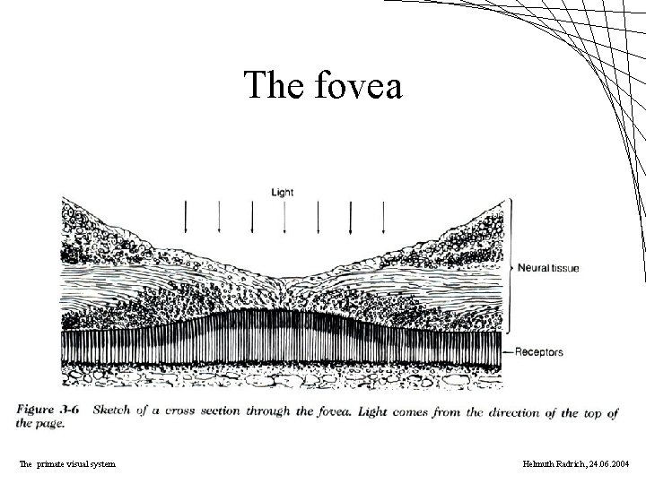 The fovea The primate visual system Helmuth Radrich, 24. 06. 2004 