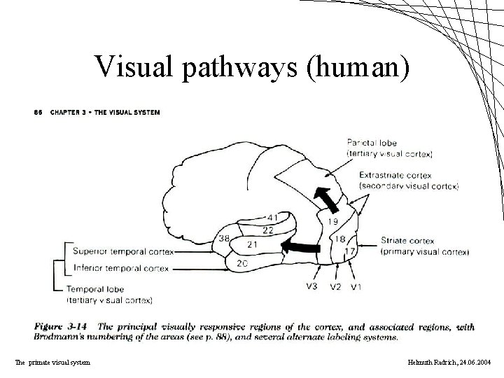 Visual pathways (human) The primate visual system Helmuth Radrich, 24. 06. 2004 