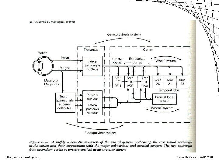 The primate visual system Helmuth Radrich, 24. 06. 2004 