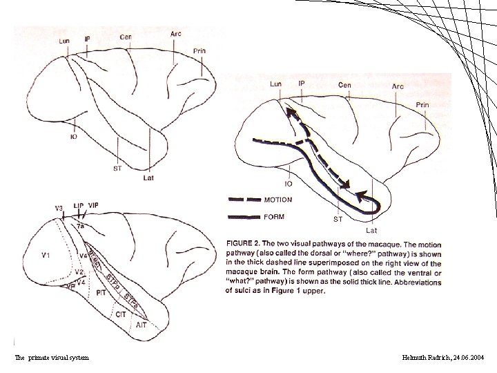 The primate visual system Helmuth Radrich, 24. 06. 2004 