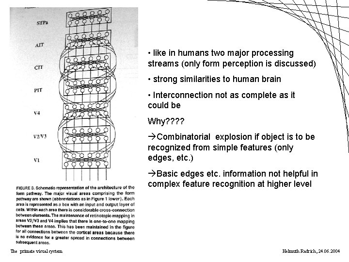  • like in humans two major processing streams (only form perception is discussed)