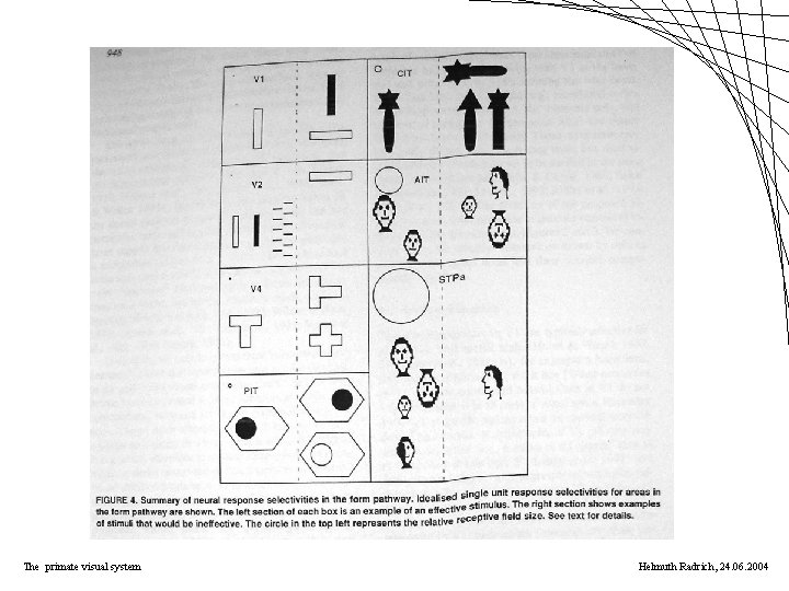 The primate visual system Helmuth Radrich, 24. 06. 2004 