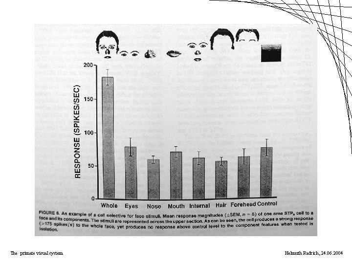 The primate visual system Helmuth Radrich, 24. 06. 2004 