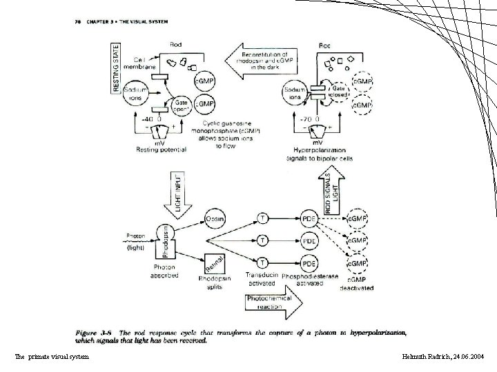 The primate visual system Helmuth Radrich, 24. 06. 2004 