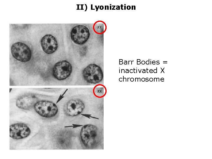 II) Lyonization Barr Bodies = inactivated X chromosome 