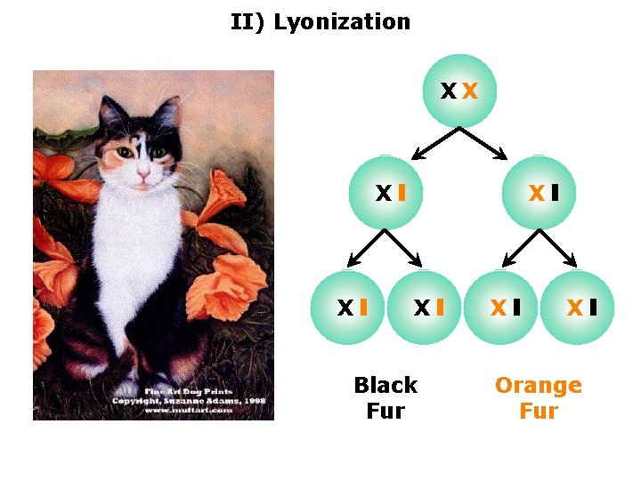 II) Lyonization XX X X Black Fur X X Orange Fur 