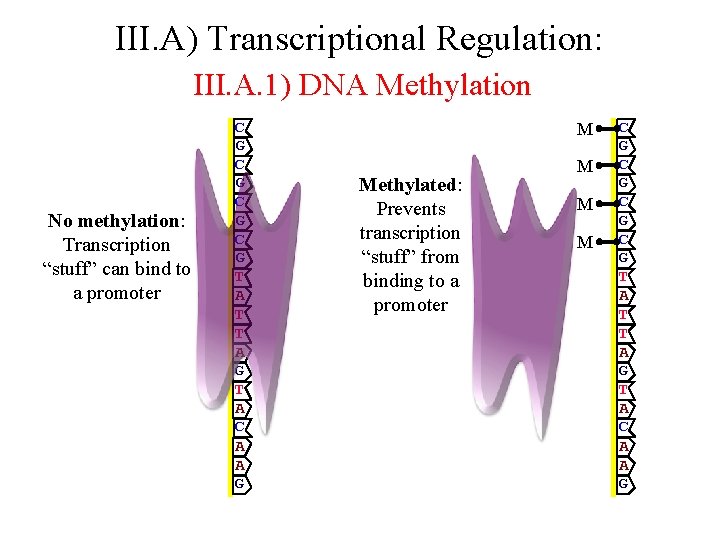 III. A) Transcriptional Regulation: III. A. 1) DNA Methylation No methylation: Transcription “stuff” can