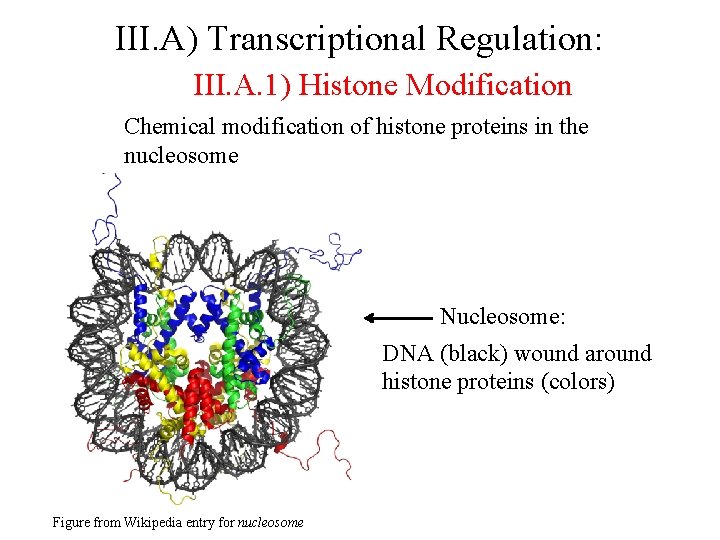 III. A) Transcriptional Regulation: III. A. 1) Histone Modification Chemical modification of histone proteins