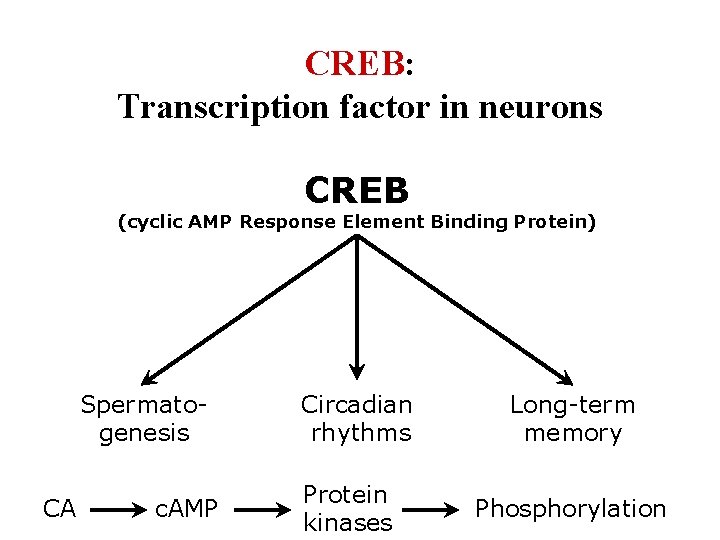 CREB: Transcription factor in neurons CREB (cyclic AMP Response Element Binding Protein) Spermatogenesis CA