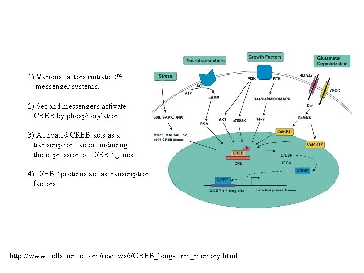 1) Various factors initiate 2 nd messenger systems. 2) Second messengers activate CREB by