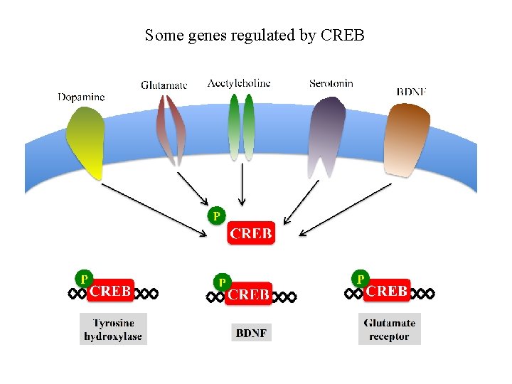 Some genes regulated by CREB 