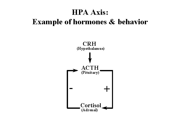 HPA Axis: Example of hormones & behavior CRH (Hypothalamus) ACTH (Pituitary) - + Cortisol