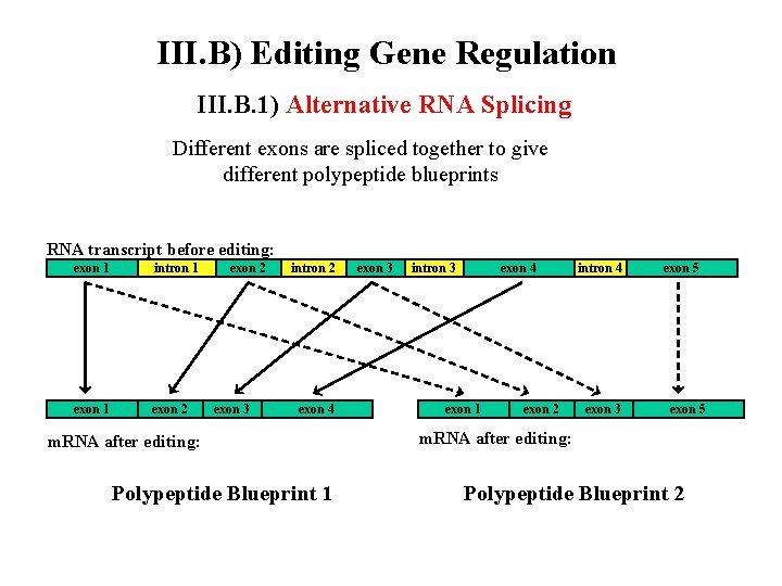 III. B) Editing Gene Regulation III. B. 1) Alternative RNA Splicing Different exons are