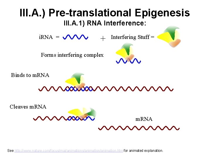 III. A. ) Pre-translational Epigenesis III. A. 1) RNA Interference: i. RNA = +