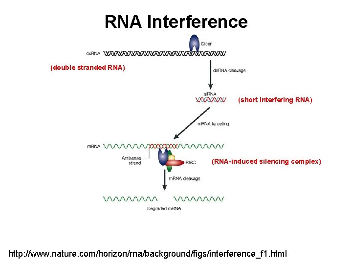 RNA Interference (double stranded RNA) (short interfering RNA) (RNA-induced silencing complex) http: //www. nature.