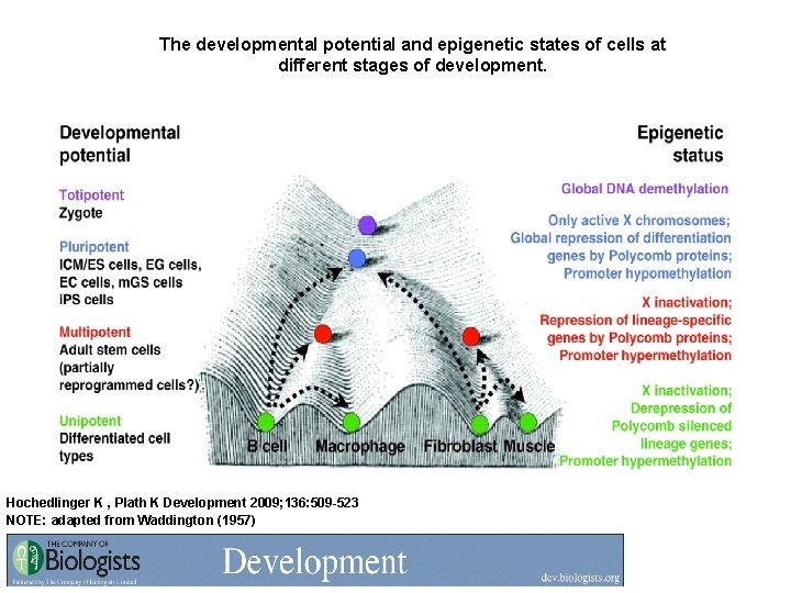 The developmental potential and epigenetic states of cells at different stages of development. Hochedlinger