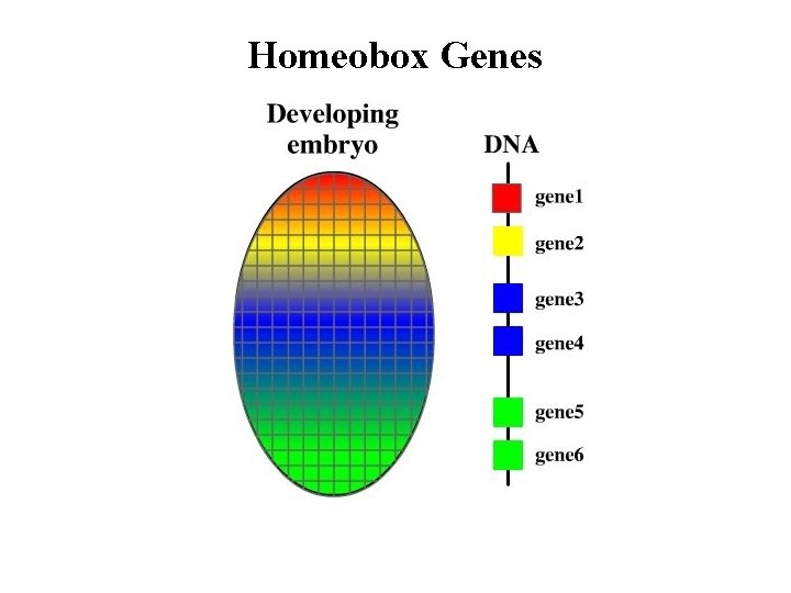 Homeobox Genes 