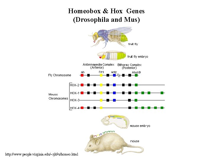 Homeobox & Hox Genes (Drosophila and Mus) http: //www. people. virginia. edu/~rjh 9 u/homeo.