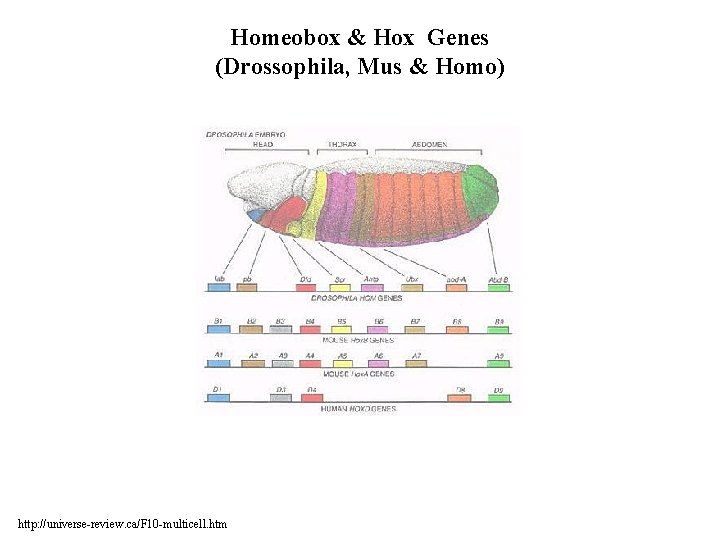 Homeobox & Hox Genes (Drossophila, Mus & Homo) http: //universe-review. ca/F 10 -multicell. htm