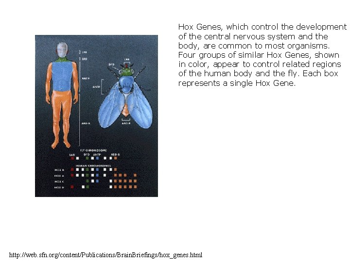 Hox Genes, which control the development of the central nervous system and the body,