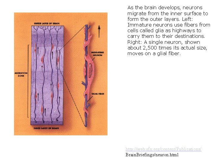 As the brain develops, neurons migrate from the inner surface to form the outer