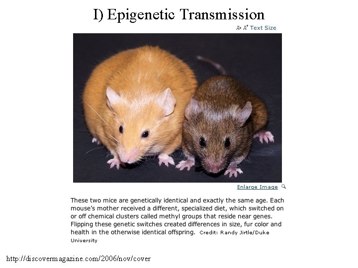 I) Epigenetic Transmission http: //discovermagazine. com/2006/nov/cover 
