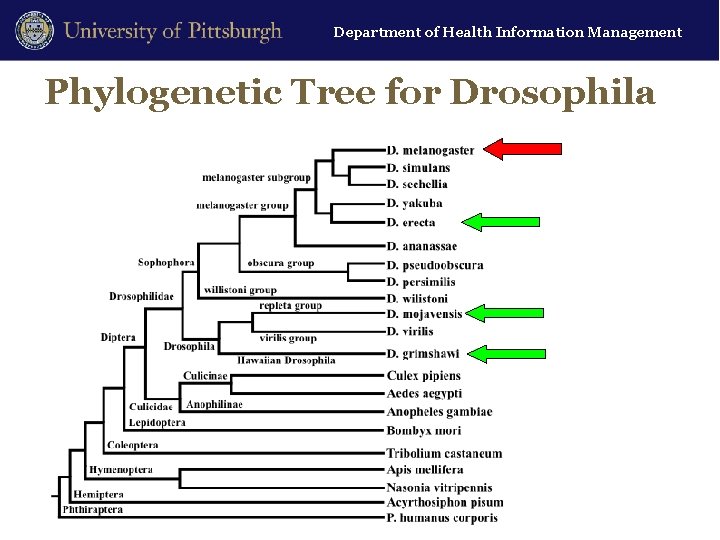 Department of Health Information Management Phylogenetic Tree for Drosophila 