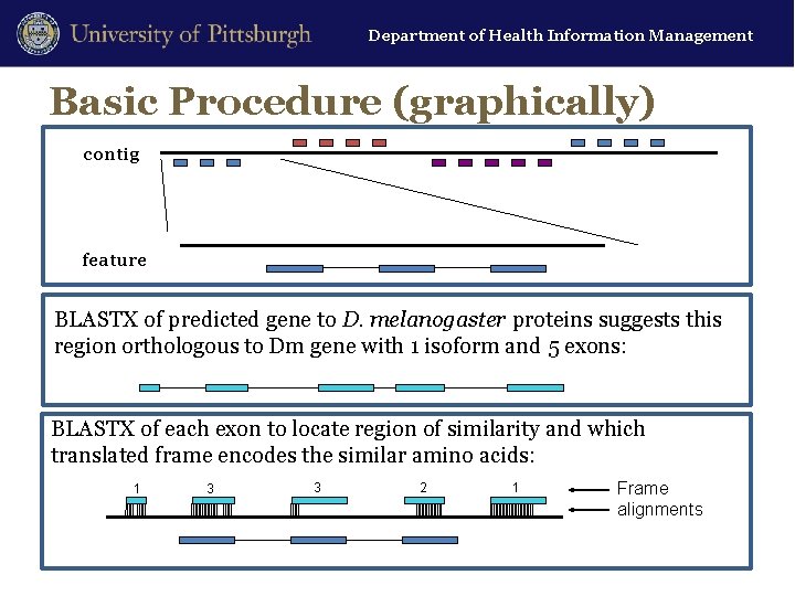 Department of Health Information Management Basic Procedure (graphically) contig feature BLASTX of predicted gene