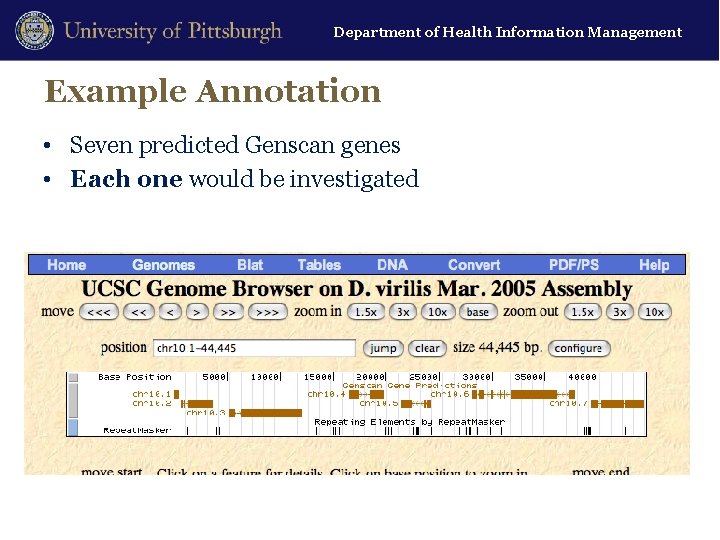 Department of Health Information Management Example Annotation • Seven predicted Genscan genes • Each