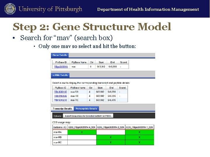 Department of Health Information Management Step 2: Gene Structure Model • Search for “mav”