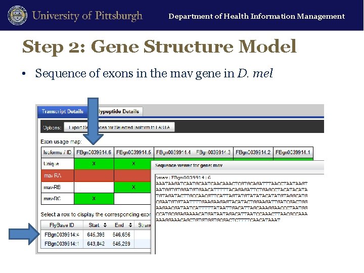 Department of Health Information Management Step 2: Gene Structure Model • Sequence of exons