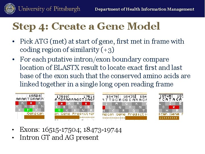 Department of Health Information Management Step 4: Create a Gene Model • Pick ATG