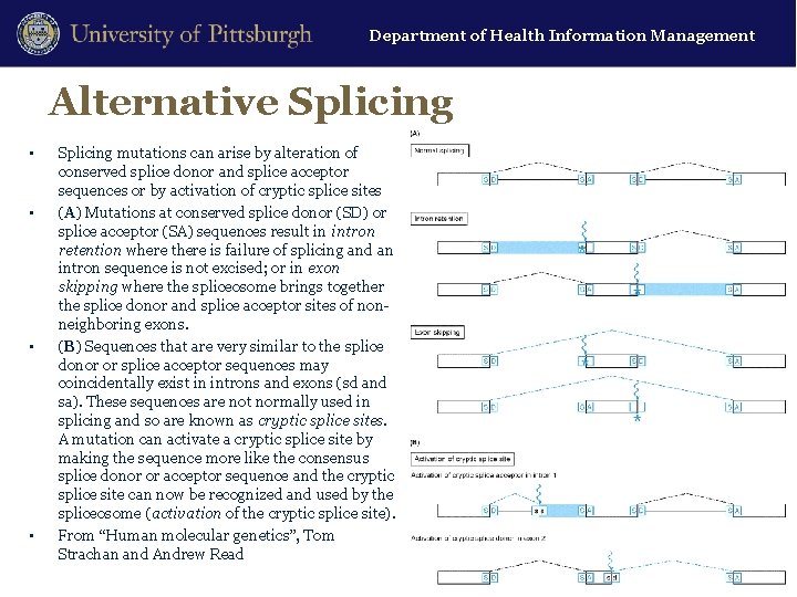 Department of Health Information Management Alternative Splicing • • Splicing mutations can arise by