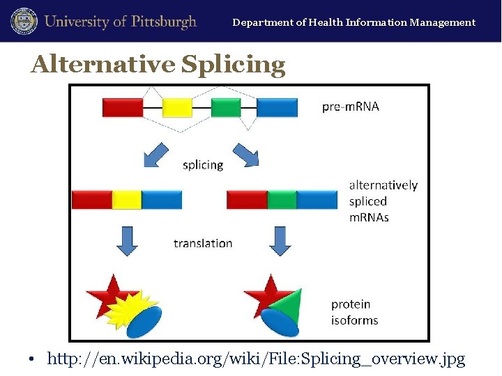 Department of Health Information Management Alternative Splicing • http: //en. wikipedia. org/wiki/File: Splicing_overview. jpg