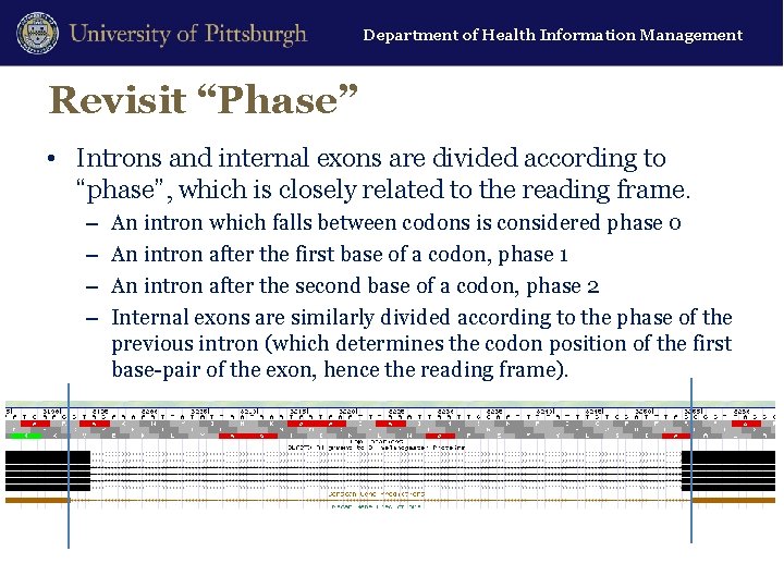 Department of Health Information Management Revisit “Phase” • Introns and internal exons are divided