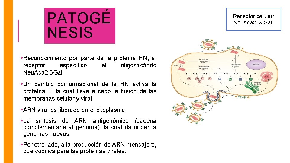 PATOGÉ NESIS • Reconocimiento por parte de la proteína HN, al receptor específico el