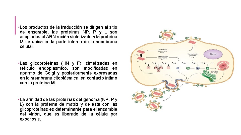  • Los productos de la traducción se dirigen al sitio de ensamble, las