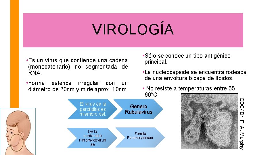 VIROLOGÍA • Es un virus que contiende una cadena (monocatenario) no segmentada de RNA.