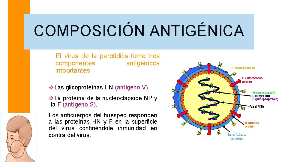 COMPOSICIÓN ANTIGÉNICA El virus de la parotiditis tiene tres componentes antigénicos importantes: v. Las