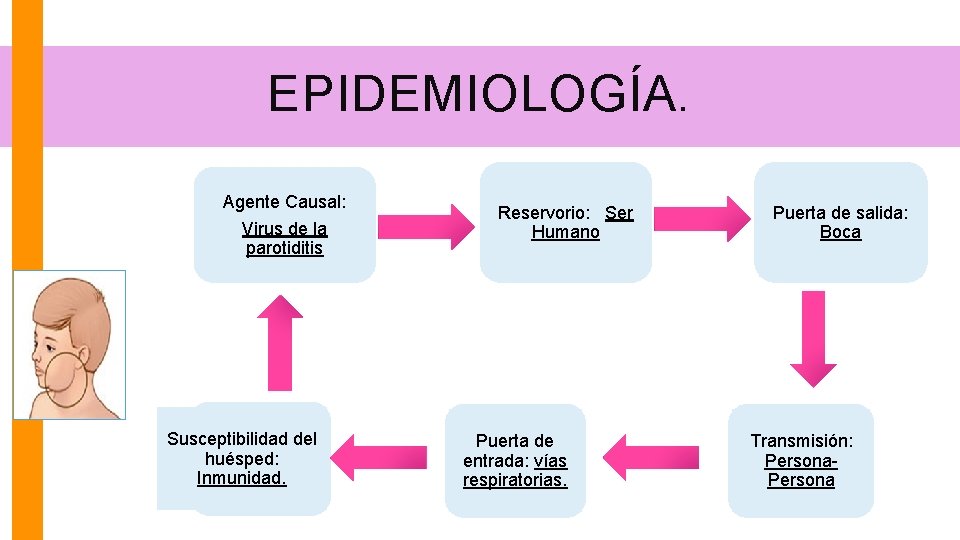 EPIDEMIOLOGÍA. Agente Causal: Virus de la parotiditis Susceptibilidad del huésped: Inmunidad. Reservorio: Ser Humano