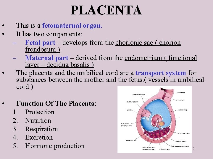 PLACENTA • • This is a fetomaternal organ. It has two components: – Fetal