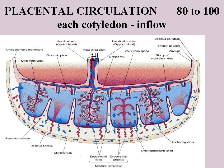 PLACENTAL CIRCULATION 80 to 100 each cotyledon - inflow 10 