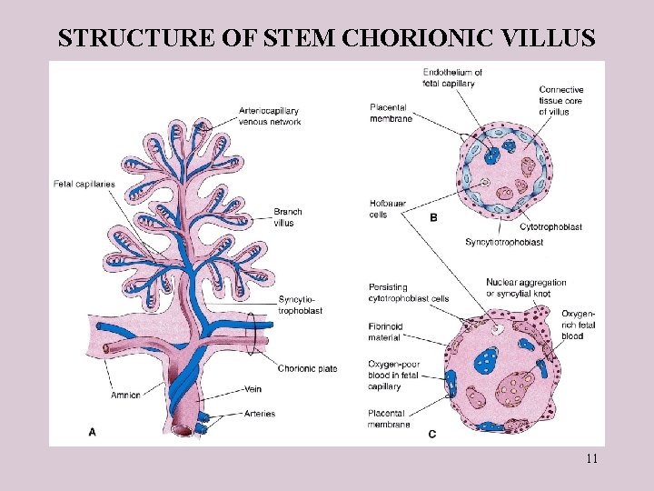 STRUCTURE OF STEM CHORIONIC VILLUS 11 