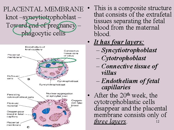 PLACENTAL MEMBRANE • This is a composite structure that consists of the extrafetal knot