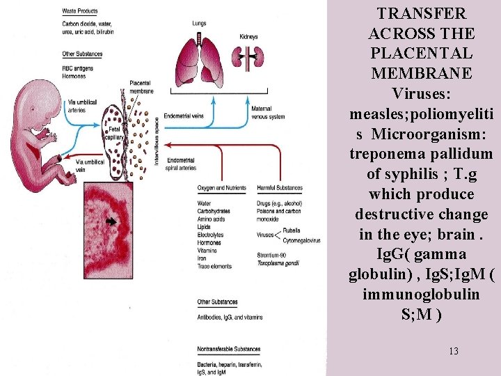 TRANSFER ACROSS THE PLACENTAL MEMBRANE Viruses: measles; poliomyeliti s Microorganism: treponema pallidum of syphilis
