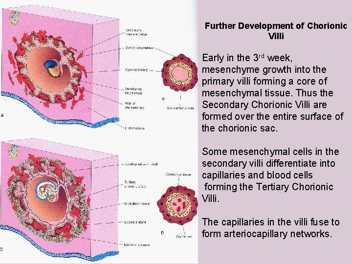 Further Development of Chorionic Villi Early in the 3 rd week, mesenchyme growth into