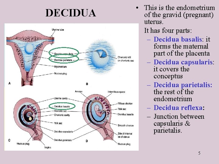 DECIDUA • This is the endometrium of the gravid (pregnant) uterus. • It has