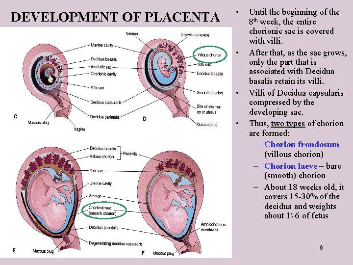 DEVELOPMENT OF PLACENTA • • Until the beginning of the 8 th week, the